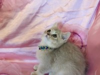 Golden British Shorthair Yavrular