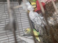 Kendim evde beslemekteyim ele alıştırmak için hazır kuşlar