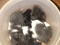 Suriye Hamsterları 4 haftalık