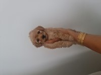 Çok büyümeyen minyatür maltipoo minnaklarım