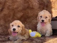 Maltipoo bebek yüzlü yavrularımız