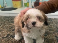 Tatlı yavru shih tzu
