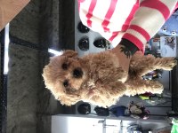 Maltipoo oğullarıma yuva arıyorum