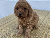 F2 maltipoo sıfır tüy dökülmesi