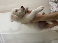 Jack russell terrier yavrumuza yuva arıyoruz
