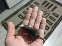 Çok Akıllı Rat Yavrularım