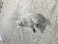 Uygun puan son yavru chinchilla