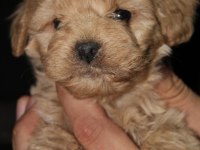 Üst Kalite Maltipoo Yavrular