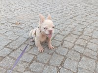 French bulldog 4 aylık