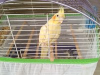 2 yasinda sultan papagani erkek kafesi ile birlikte verilece