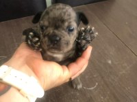 Black ve black Merle french bulldog yavrularımız