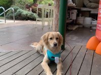 Eğitimli 1 yaşında küçük ırk köpeğimiz