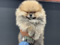 Petmode köpek çiftliğinden tedyy pomeranian