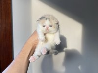 Safkan şecereli mükemmel exotic shorthair bebek