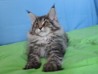 İlloai ve Arthur eşleşmesi son iki kız şecereli maine coon
