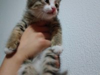 KEDİMİZE SICAK BİR YUVA ARIYORUZ