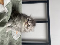 Scottish Fold Pofuduk Kediler