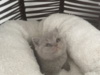 British shorthair gri ve lilac yavrular 60 günlük