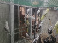 Damızlık Vasıflı Genç Sultan Papağanı Kuşlar