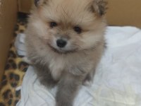 1.5 Aylık Pomeranian Erkek
