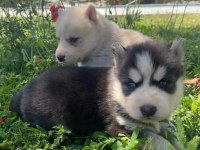 Safkan Husky Yavrular Yeni Yuvalarını Arıyor