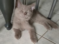 Lilac british shorthair erkek yavru