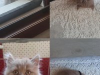 British Longhair Kumru ailesini arıyor