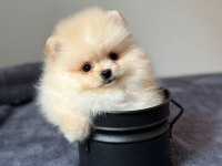 Orjinal Pomeranian bebeğimiz
