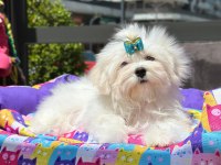 Kore Maltese