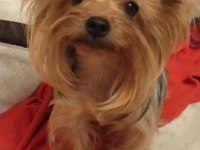 Yorkshire terrier yavrularımız