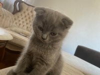 Scottish fold kedimizin yavruları