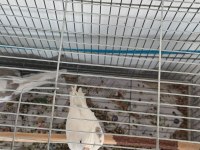 Tekkanat hw takım sultan papağanı