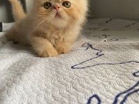 Fıstıklı iran kedisi lokumlar