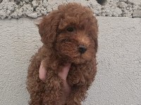 Red maltipoo minnaklar