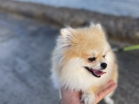 Orjinal pomeranian boo