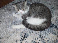 British shorthair kedimize yuva arıyoruz
