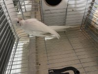 Albino cinsi sultan papağanı eğitime açık