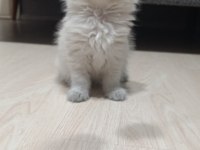 Sadece Aileye British Longhair