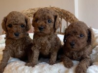 KORE KAN MİNİ BOY TOY POODLE YAVRULARIMIZ