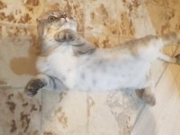 Sahibinden silver black scottish fold