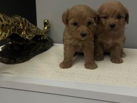 Maltipoo yavrularimiz