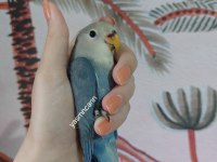 Yavru Sevda Papağanı