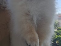 Ayı surat kaliteli pomeranian boo
