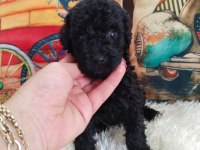 Toy Poodle Yavrularımız