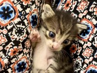 Annesiz erkek yavru kedi ücretsiz sahiplendiriyoruz
