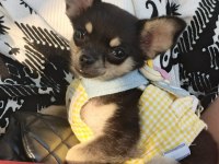 Son 1 Yavru chihuahua