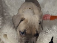 Safkan cane corso yavrular