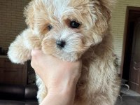 Korean maltipoo ırk garantili
