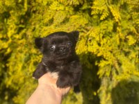 chihuahua yavruları şehir dışına gönderim sağlanır