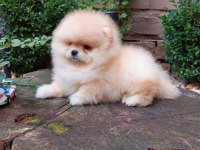 IRK GARANTİLİ TEDDY POMERANİAN BOO KÖPEKLERİ